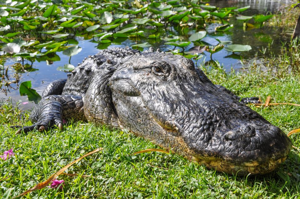Miami: Everglades Safari Park Airboat Tour - From check-in to the dock: how the experience starts
