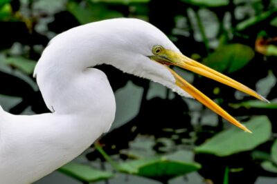 Miami: Everglades Safari Park Airboat Tour - The 40-minute airboat ride: what you’ll actually do