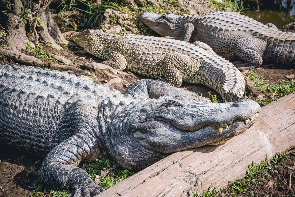 Miami: Everglades Safari Park Airboat Tour - After the boat: Wildlife Nature Show plus exhibits