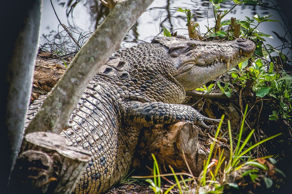 Miami: Everglades Safari Park Airboat Tour - Price in context: the $41 ticket plus the $8 park fee