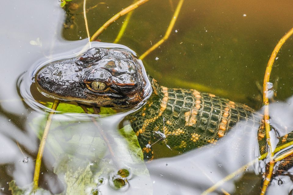 Miami: Everglades Safari Park Airboat Tour - Group size, timing, and how to get better sightings