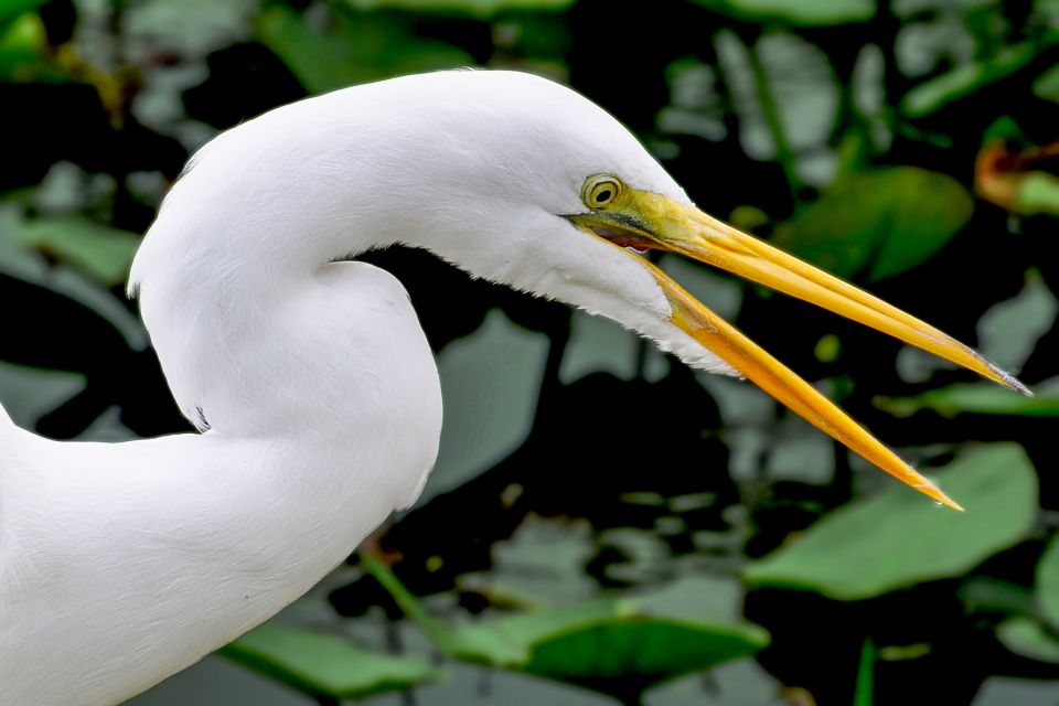 Miami: Everglades Safari Park Airboat Tour - The 40-minute airboat ride: what you’ll actually do