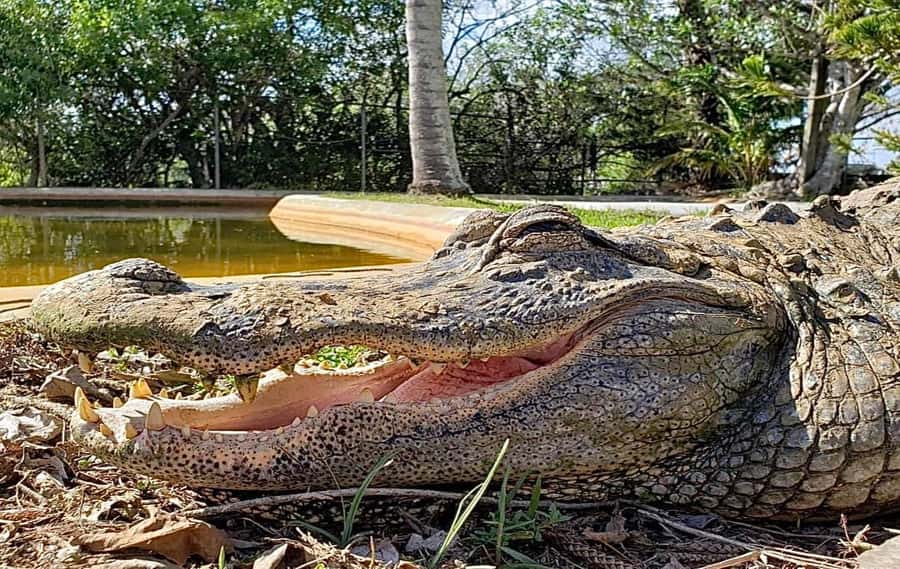 Miami: Original Everglades Airboat Tour & Interpretive area - From the Exhibit to the Airboat: How the 20–30 Minute Departures Affect Your Day