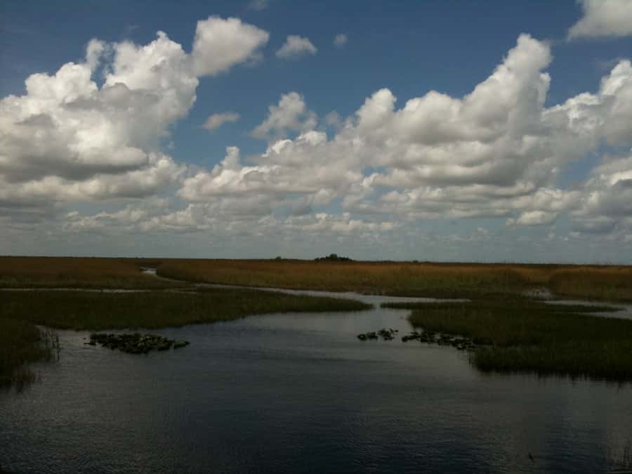Miami: Original Everglades Airboat Tour & Interpretive area - The 40–45 Minute Airboat Ride Through Sawgrass and the River of Grass