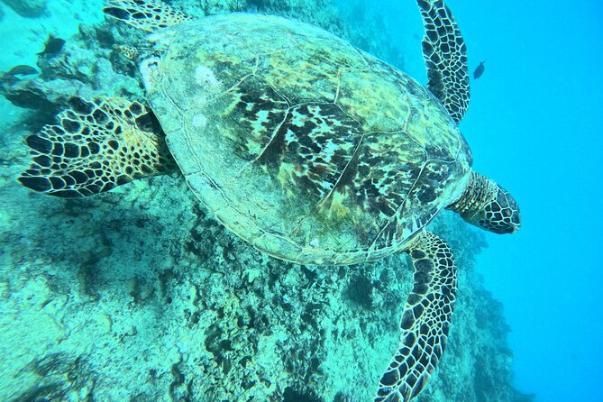 Moana’s Waikīkī Grand Guided Turtle Snorkel & Sailing Adventure - On-Board Comfort: Seating, Restrooms, and How Crowding Feels