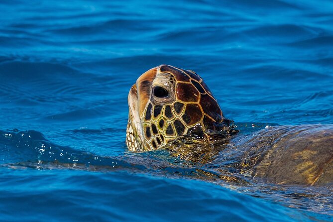 Moana’s Waikīkī Grand Guided Turtle Snorkel & Sailing Adventure - Returning to Waikiki: Drinks, Bar Service, and a Relaxed Sail Back