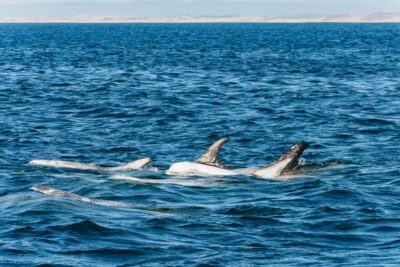 Monterey Bay: Whale Watching Tour - Getting from Discovery Whale Watch to the harbor action