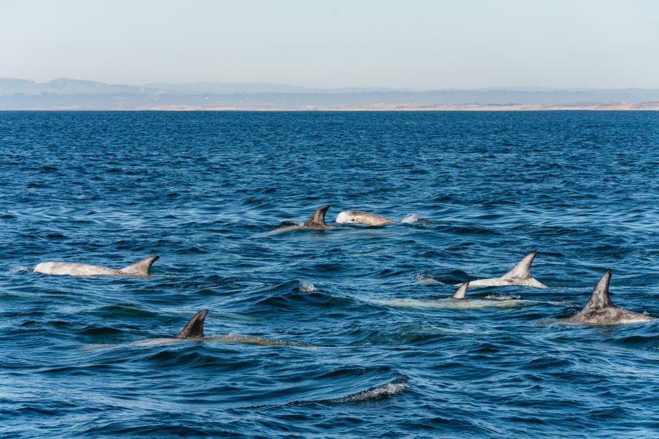 Monterey Bay: Whale Watching Tour - What you can expect when the sightings actually happen