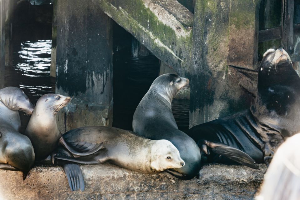 Monterey Bay: Whale Watching Tour - The biologist onboard: how the commentary improves your odds
