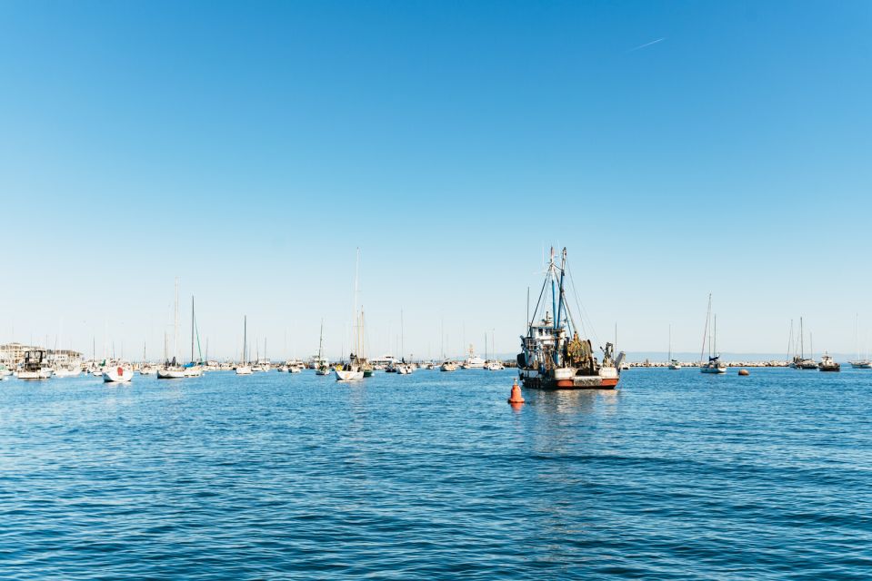 Monterey Bay: Whale Watching Tour - Timing by season: feeding whales vs. migrating gray whales