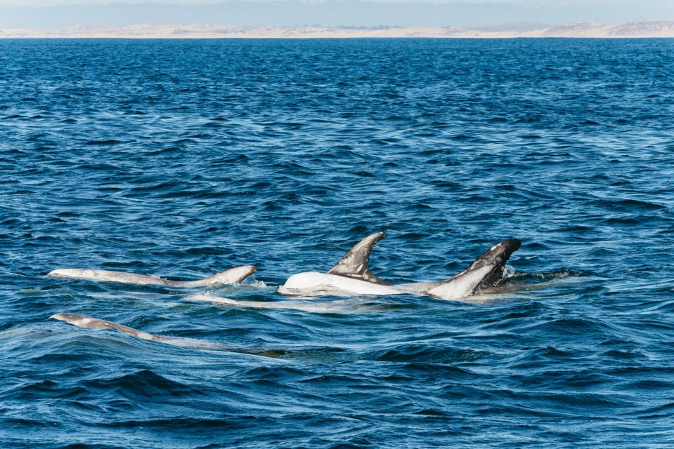 Monterey Bay: Whale Watching Tour - Getting from Discovery Whale Watch to the harbor action