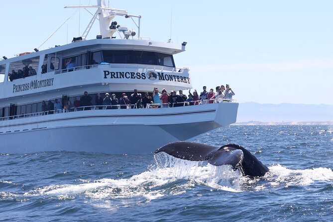 Monterey Whale Watching Tour - Monterey Bay whale watching: what makes this area special