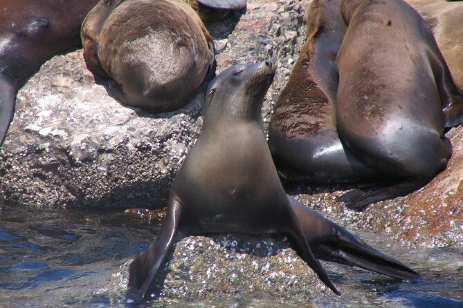 Monterey Whale Watching Tour - Marine biologists on board: how the narration changes the experience