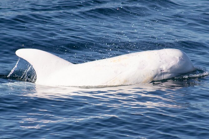 Monterey Whale Watching Tour - Packing checklist for a better whale watching day