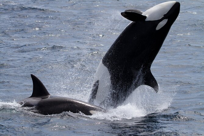 Monterey Whale Watching Tour - Value and cost: is $70 worth it, plus the $20 VIP upgrade?