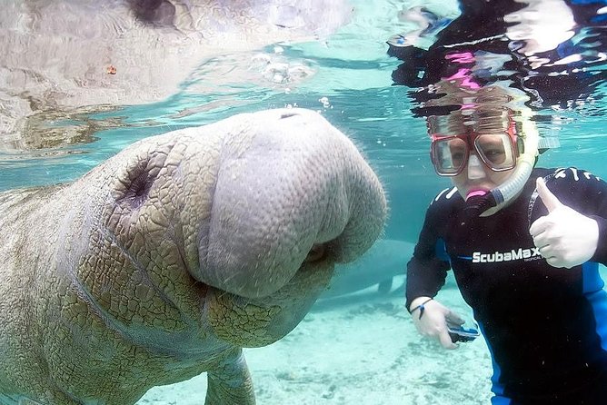 Most Popular 3hr Manatee Swim Tour + In-Water Guide! - Price and what you actually get for $76
