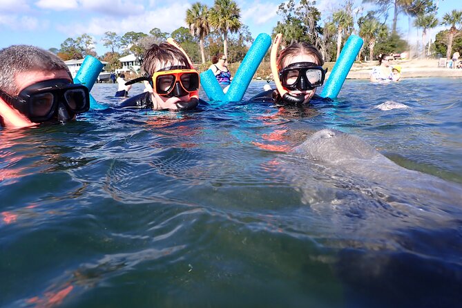 Most Popular 3hr Manatee Swim Tour + In-Water Guide! - What actually happens during the 3 hours