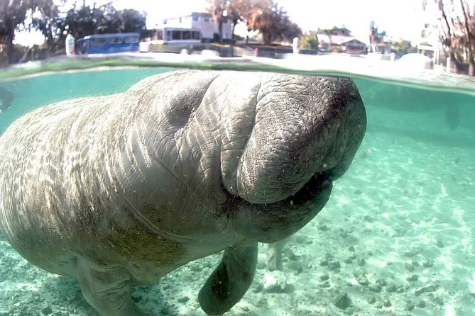 Most Popular 3hr Manatee Swim Tour + In-Water Guide! - Manatee manners: how to act when you’re floating inches away