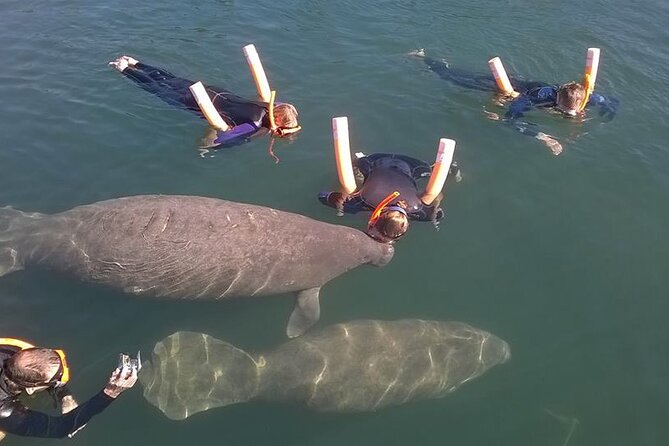 Most Popular 3hr Manatee Swim Tour + In-Water Guide! - Gear, wetsuits, and foam noodles (how you stay comfortable)