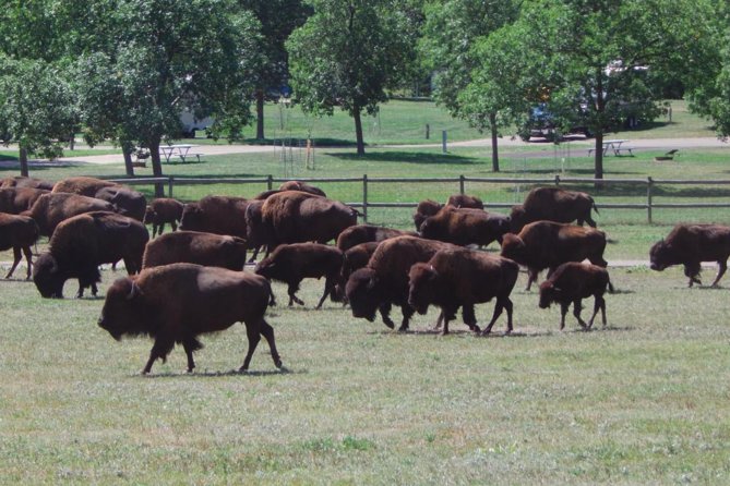 Mount Rushmore and Black Hills Tour with Two Meals and a Music Variety Show - Why this Rapid City Black Hills loop is worth your day