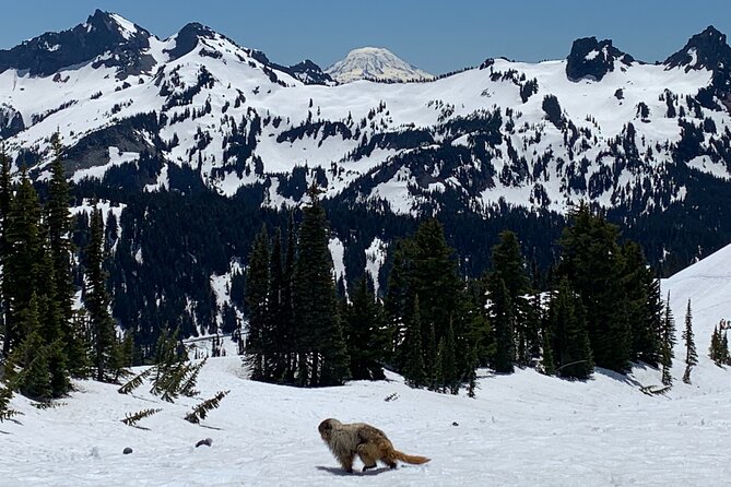 Mt. Rainier highlights - old forest, falls and glaciers - Paradise hike to the glacier picnic: the real heart of the day