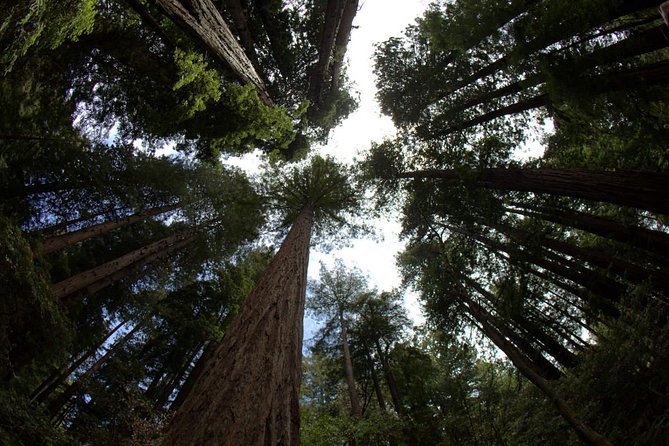 Muir Woods and Sausalito Morning Tour Small-Group Half Day - Getting Across the City: The Golden Gate Photo Stop