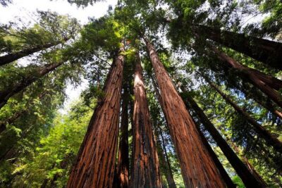 Muir Woods and Sausalito Morning Tour Small-Group Half Day - Muir Woods Timing: About 1 Hour 15 Minutes in the Redwoods