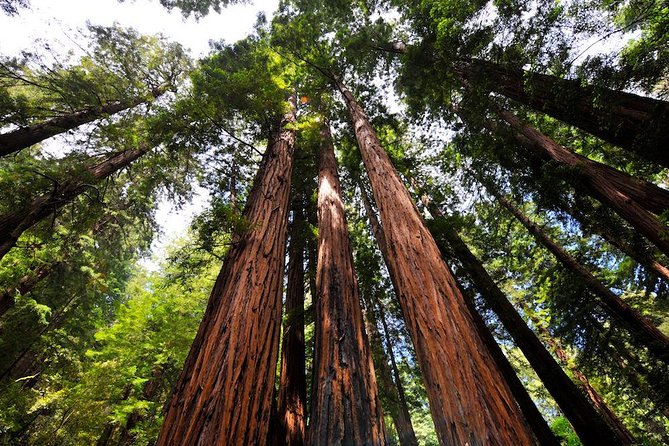 Muir Woods and Sausalito Morning Tour Small-Group Half Day - Muir Woods Timing: About 1 Hour 15 Minutes in the Redwoods