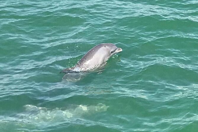 Myrtle Beach Dolphin Cruise - Sunset Beach area and Bird Island: the coastal texture you’ll remember
