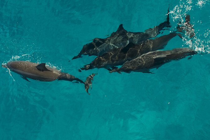 Na Pali Coast Half-Day Raft and Snorkel Adventure - Price and Value: Is $217.42 Worth It?