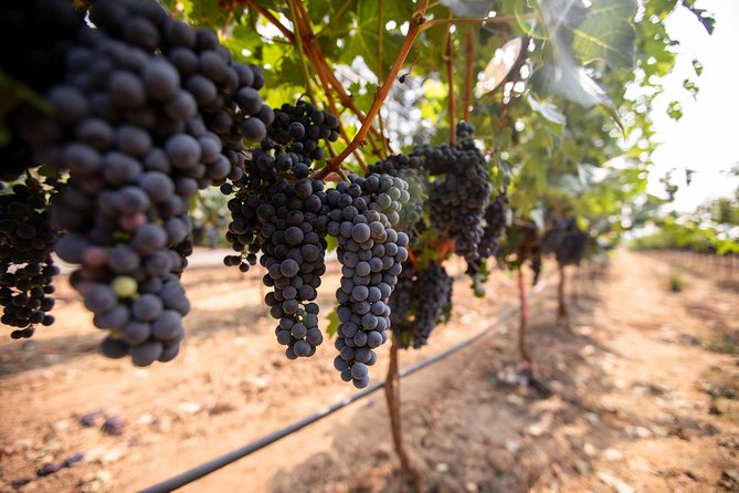 Napa and Sonoma Wine Country Full-Day Tour from San Francisco - The value question: is $165 worth it for a full day?