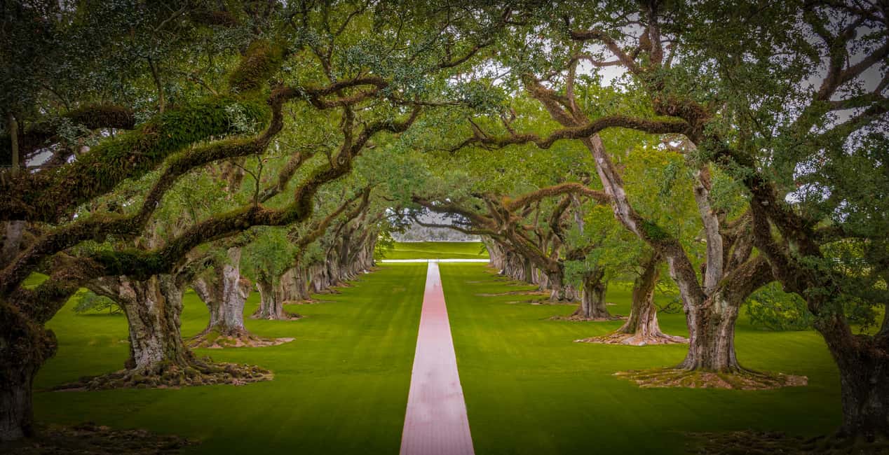 New Orleans: Bayou Swamp Tour and Oak Alley Plantation Tour - Key things to know before you go