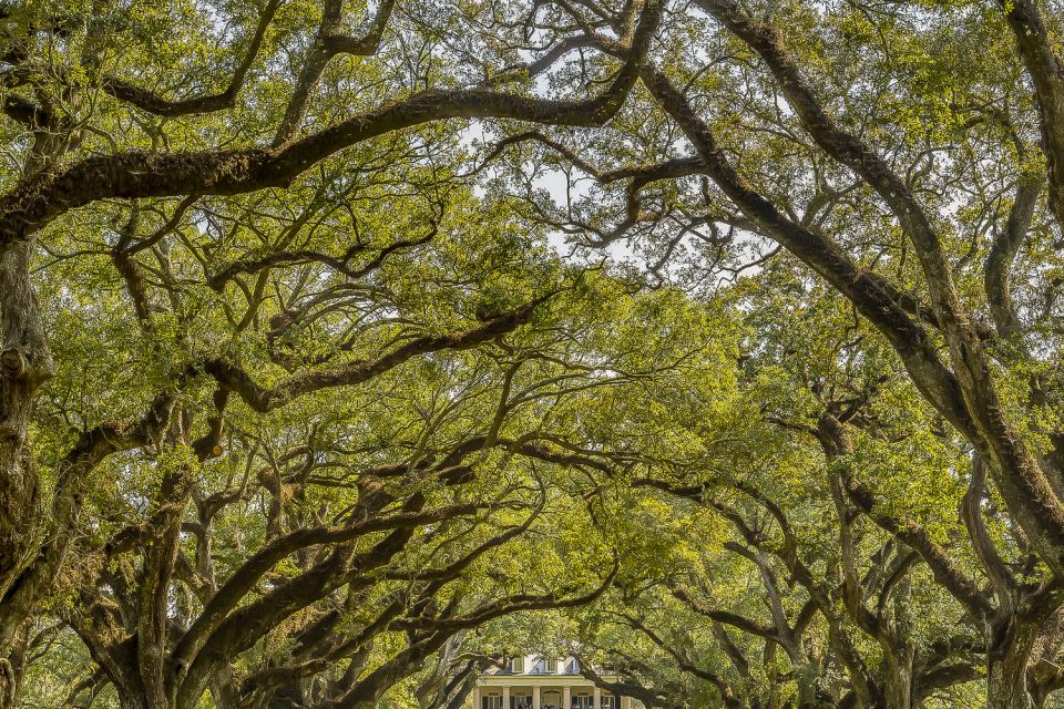 New Orleans: Bayou Swamp Tour and Oak Alley Plantation Tour - A full Louisiana day: bayou wildlife by boat and Oak Alley live oaks