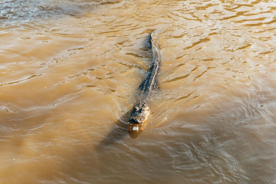 New Orleans: Guided Swamp Cruise by Tour Boat - Escaping the French Quarter without leaving the vibe behind