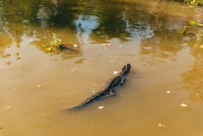 New Orleans: Guided Swamp Cruise by Tour Boat - Getting there: the Marrero dock and why the drive is part of the day