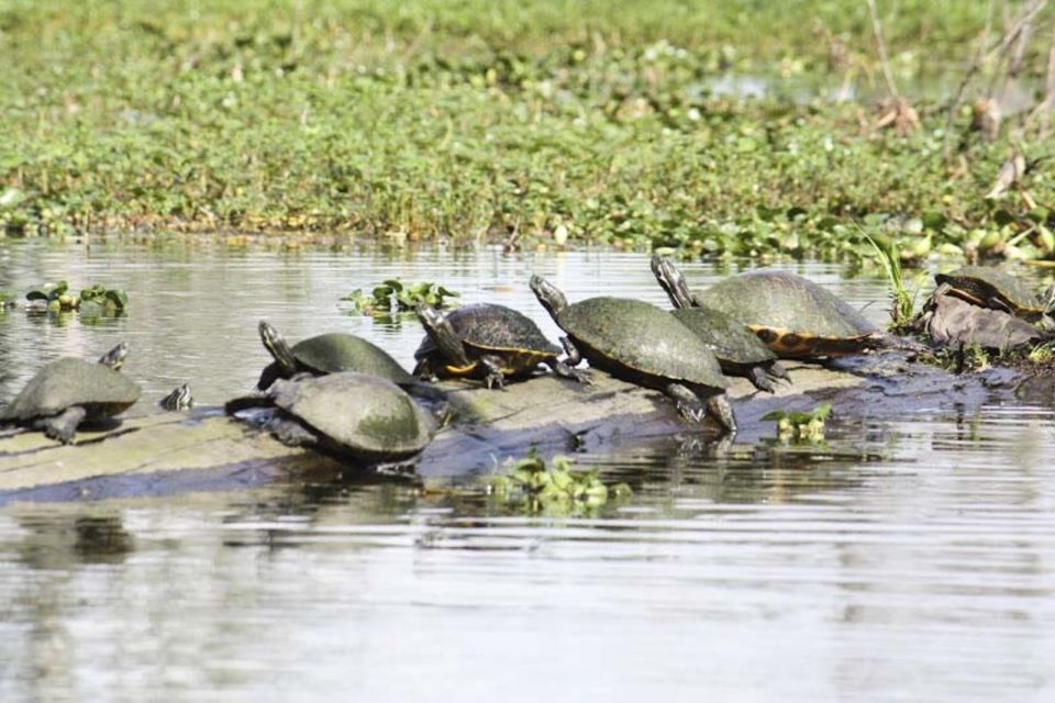 New Orleans: High Speed 16 Passenger Airboat Ride - Cajun Wetland Life: The Stories That Make It Stick