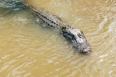 New Orleans: High Speed 9 Passenger Airboat Tour - Pickup timing and why location matters