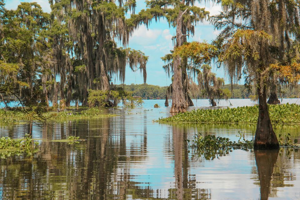 New Orleans: High Speed 9 Passenger Airboat Tour - Wildlife spotting: alligators, raccoons, wild pigs, and surprises