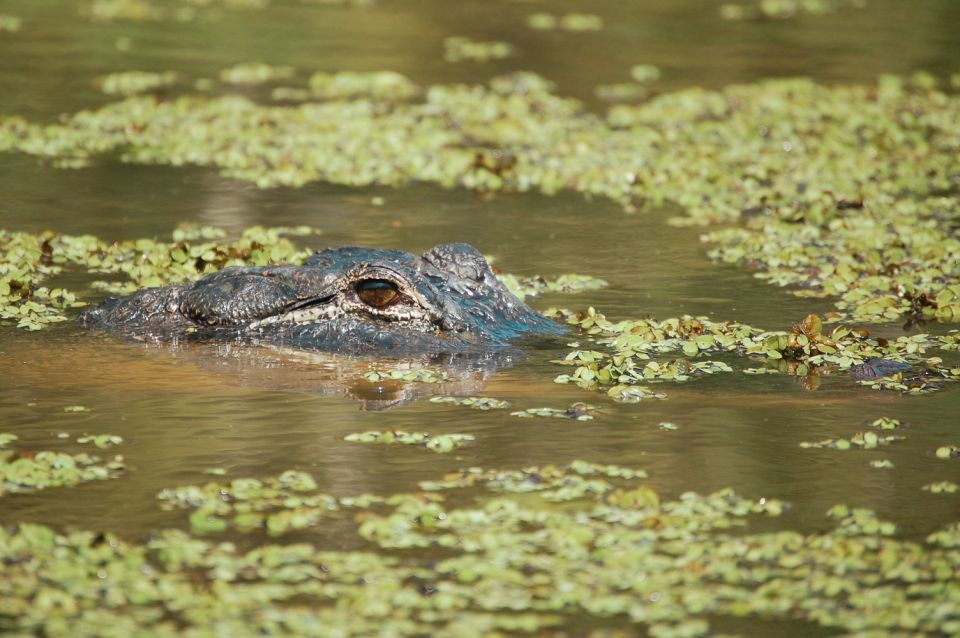 New Orleans: High Speed 9 Passenger Airboat Tour - The guide experience: stories you can hear over the wind
