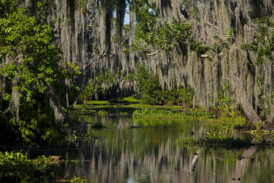 New Orleans: High Speed 9 Passenger Airboat Tour - Stops and photo time: how to get the best shots