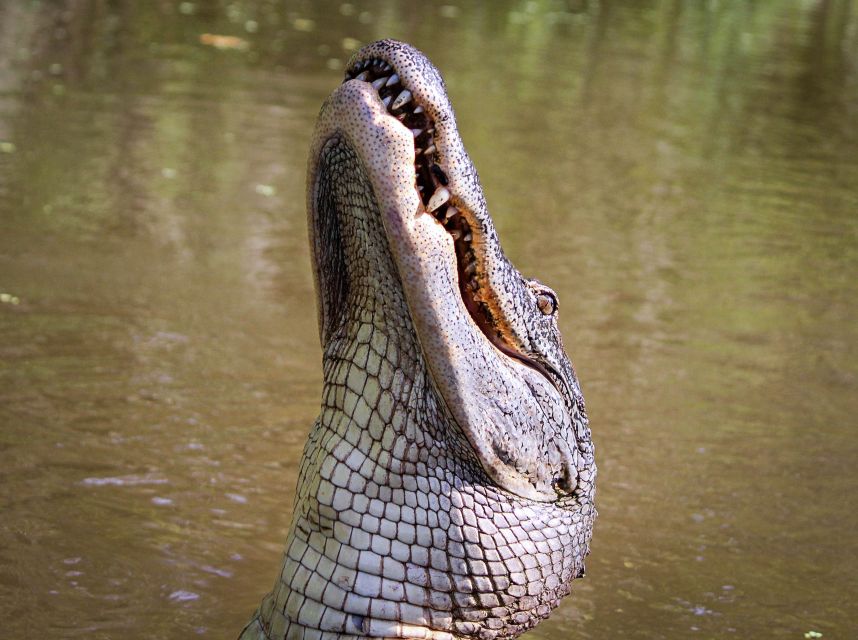 New Orleans: High Speed 9 Passenger Airboat Tour - Timing and gator activity: picking the right departure