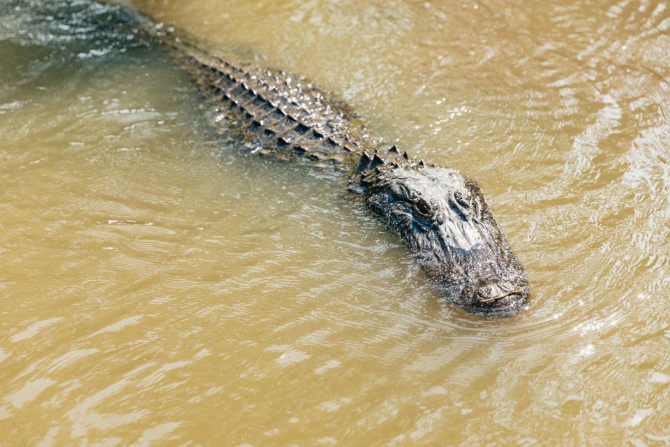 New Orleans: High Speed 9 Passenger Airboat Tour - Pickup timing and why location matters