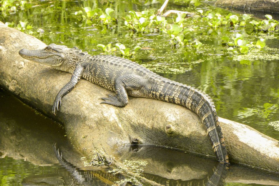 New Orleans Manchac Bayou Swamp Cruise W/ Optional Pick-Up - The Manchac Bayou boat ride: what you’ll see and how the narration works