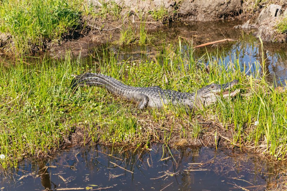 New Orleans: Oak Alley Plantation & Airboat Swamp Combo Tour - Should you book this Oak Alley and airboat combo?