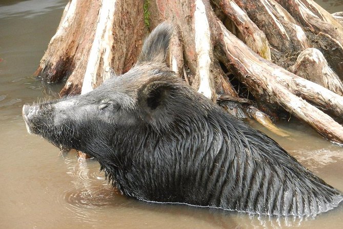 New Orleans Self-Transport Swamp and Bayou Boat Tour - Price and Value: Why This Swamp Ride Often Feels Like a Bargain