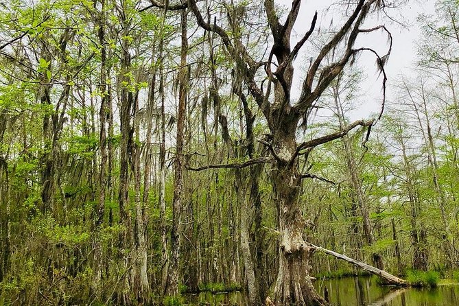New Orleans Self-Transport Swamp and Bayou Boat Tour - Honey Island Swamp Wildlife: Alligators, Birds, and the Smaller Things You’ll Miss If You Blink