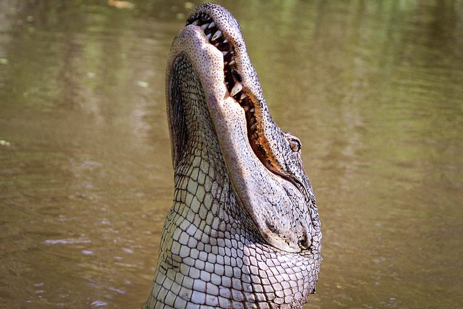 New Orleans Small-Group Airboat Swamp Tour - Marrero pickup and getting to Barataria Preserve fast