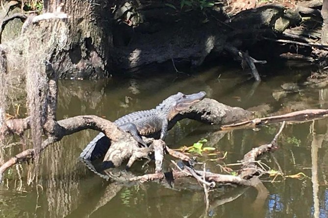 New Orleans Small-Group Airboat Swamp Tour - Stop-by-stop: what happens on the boat and after