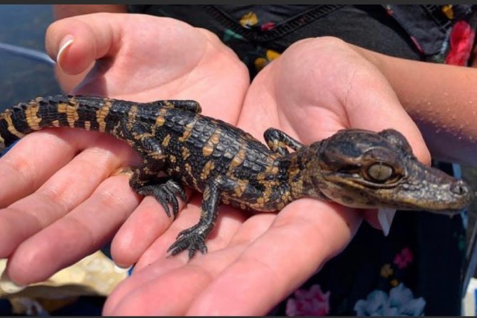 New Orleans Small-Group Airboat Swamp Tour - Price and value: is $89 worth it?