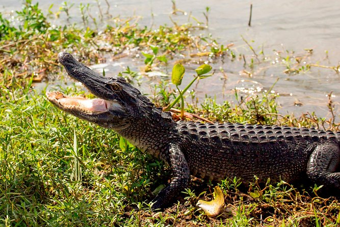 New Orleans Swamp and Bayou Alligator Tour - Cajun Stories, Gumbo, and Wetland Preservation: The Lesson You’ll Carry Home